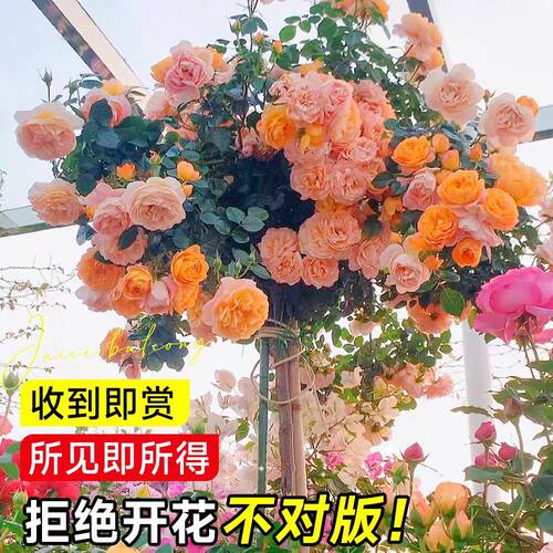 棒棒糖树桩月季花树苗老桩嫁接四季开特大花树状巨型玫瑰花卉盆栽 - 图0