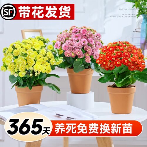 变色龙复瓣长寿花盆栽重瓣特大花苗好养易活室内花卉植物四季花 - 图0