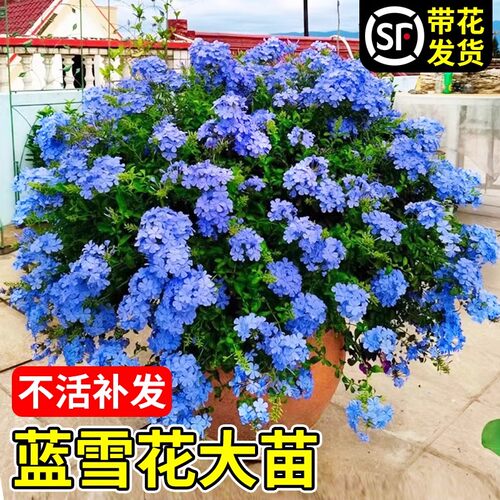 蓝雪花苗盆栽带花棒棒糖耐热好养四季花卉庭院爬藤攀援藤本白雪花 - 图3