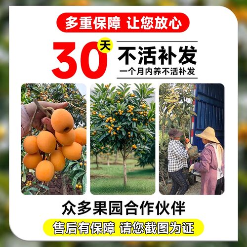 特大枇杷树苗果苗大果大五星白玉琵琶果树苗嫁接批把树当年结果树 - 图3