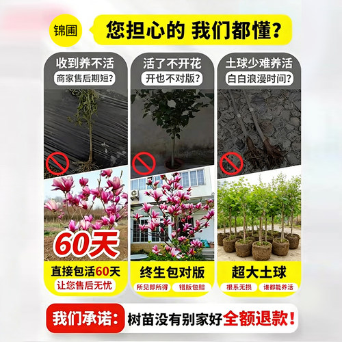玉兰花树苗带花苞室内外庭院绿化植物耐寒耐热广玉兰四季开花卉 - 图0