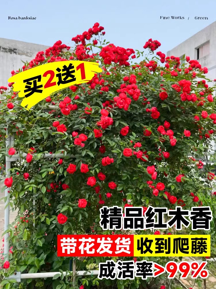 红木香花苗爬藤植物庭院阳台四季耐寒植物黄白木香花树苗盆栽大苗-图0