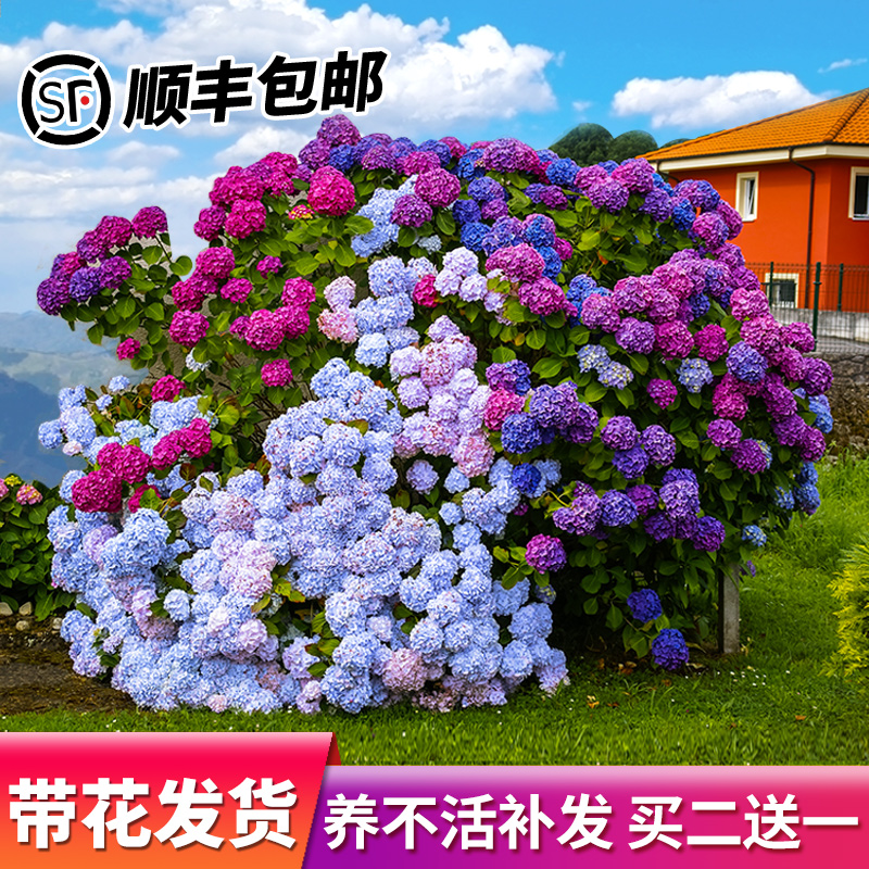 绣球花苗无尽夏盆栽带花特大老桩室内阳台庭院四季开花卉绿植植物 - 图3