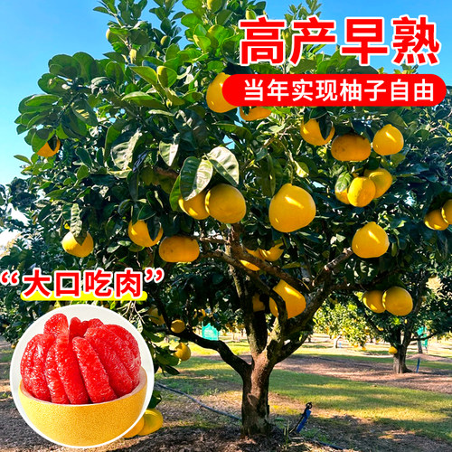 柚子树苗果树果苗当年结果红心蜜柚暹罗红庭院嫁接南方北方种植 - 图2