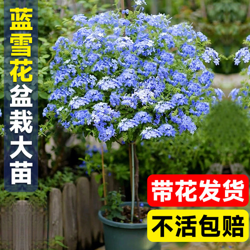 蓝雪花苗盆栽带花棒棒糖耐热好养四季花卉庭院爬藤攀援藤本白雪花 - 图1
