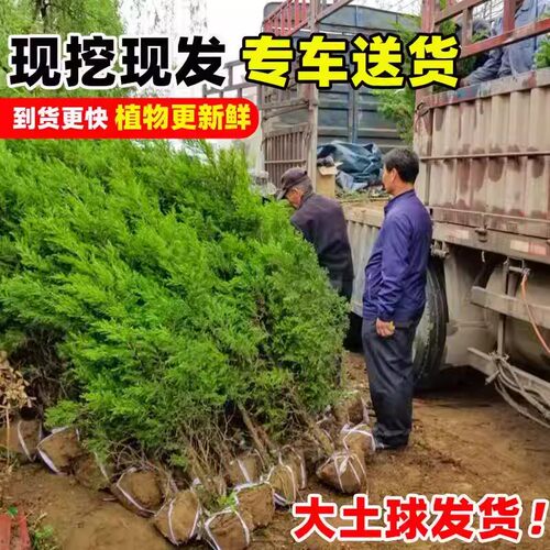 塔柏树苗松柏侧柏龙柏坟地陵园风水树苗庭院园林绿化工程造景大树 - 图1