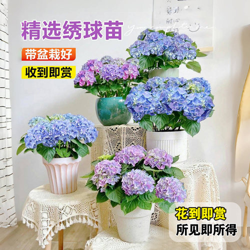 绣球花苗大花无尽夏四季绣球盆栽绿植带花庭院好养花卉植物室内花 - 图0