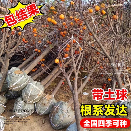 特大号柿子树苗庭院果树脆甜火晶柿子苗嫁接树苗南北方耐寒水果苗 - 图3