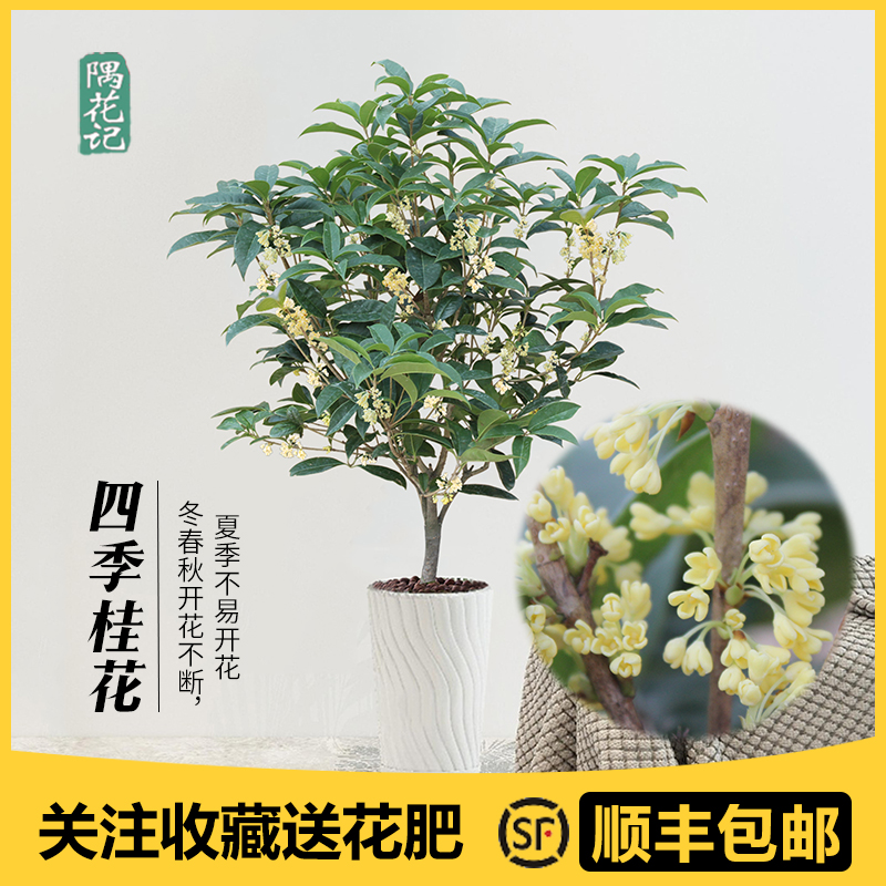 四季桂花大树苗盆栽景开花不断带浓香型苞绿植物花卉室内庭院好养 - 图0