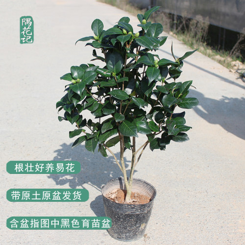 名贵白山茶花现无花苞东方亮庭院花卉盆栽绿植物树苗室内客厅好养 - 图2