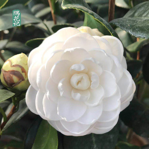 名贵白山茶花现无花苞东方亮庭院花卉盆栽绿植物树苗室内客厅好养 - 图0