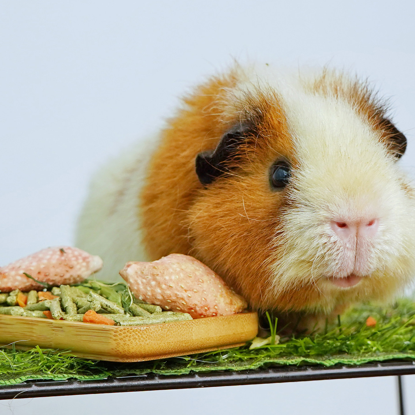 舒鼠食光荷兰猪专用粮食豚鼠粮饲料主粮提摩西干草压缩颗粒荷兰鼠,淘宝优惠券,粉丝福利购,淘宝优惠卷