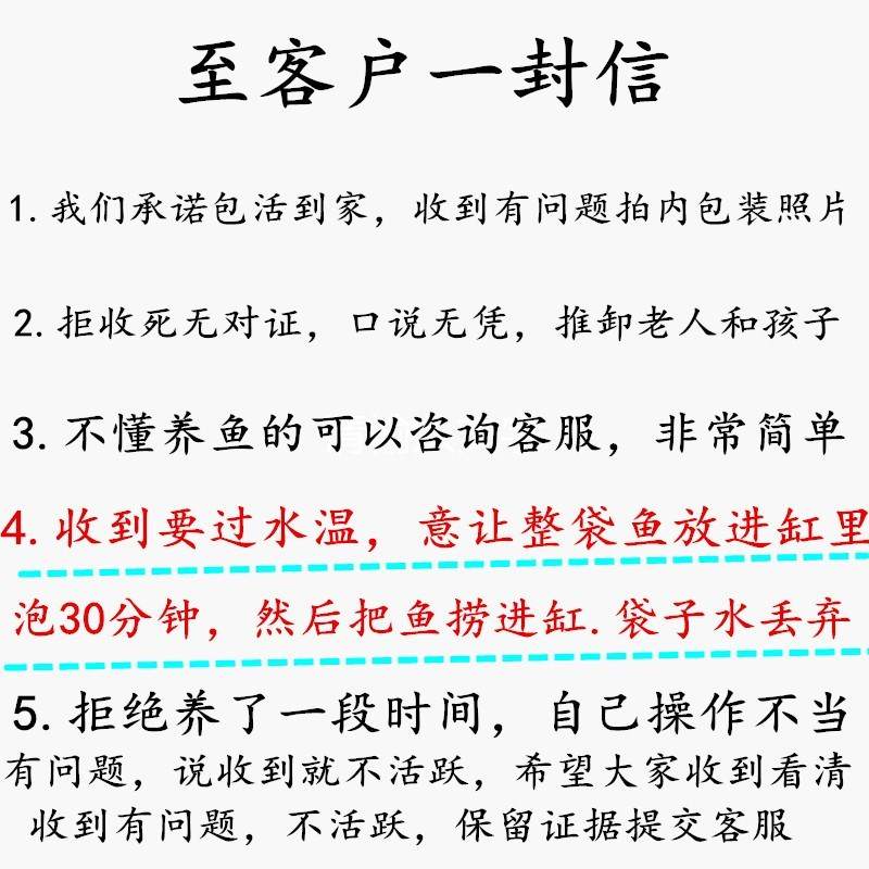 锦鱼活鱼水泡眼金鱼耐活小金鱼易养鱼儿好养家养宠物大眼观赏鱼-图2