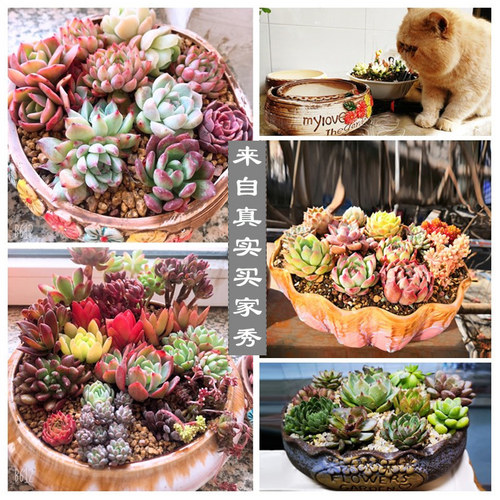 大号多肉花盆陶瓷大花盆简约大口径粗陶多肉植物拼盘专用花盆清仓 - 图0