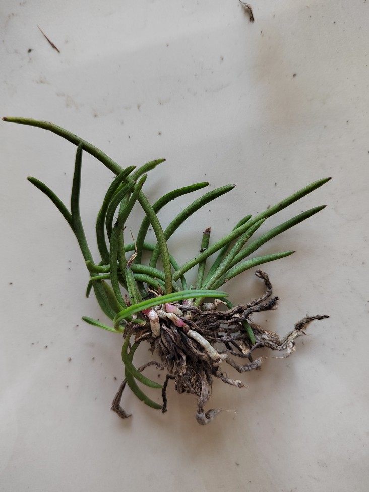 短距槽舌兰小型兰花附生兰雨林缸植物风兰盆栽精选壮苗趣味_虎窝淘