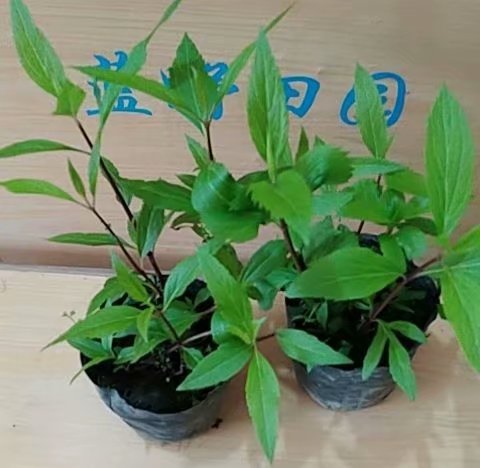 包邮香草苗佩兰盆栽苗水香鸡骨香可食用阳台庭院植物香草植物-图1