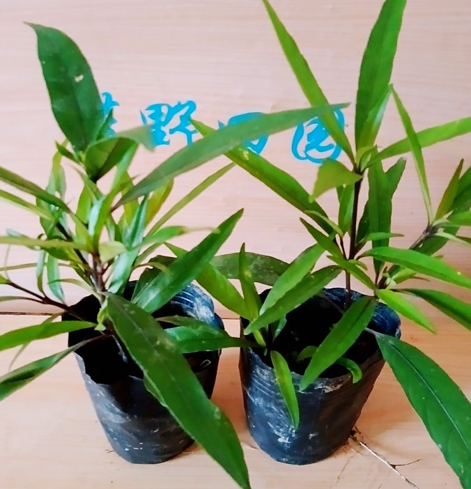 包邮小驳骨种苗接骨草尖尾凤苗中草药接骨筒乌骨黄藤接骨木盆栽-图0