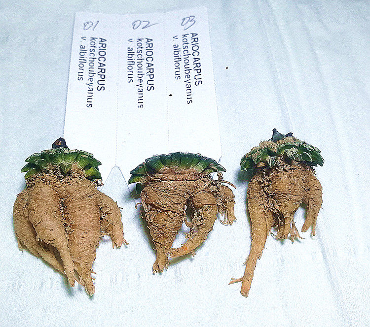 姬牡丹实生种子白花岩牡丹属仙人球Ariocarpus kotschoubeyanus_虎窝淘