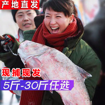 Zhengzong Chagan Lake Winter Fishing Fat Head Fish Flowers Silver Carp Bighead Carp Northeast Freshwater Fish Big Fish Fish Head Fish Soak 5-30 catfish