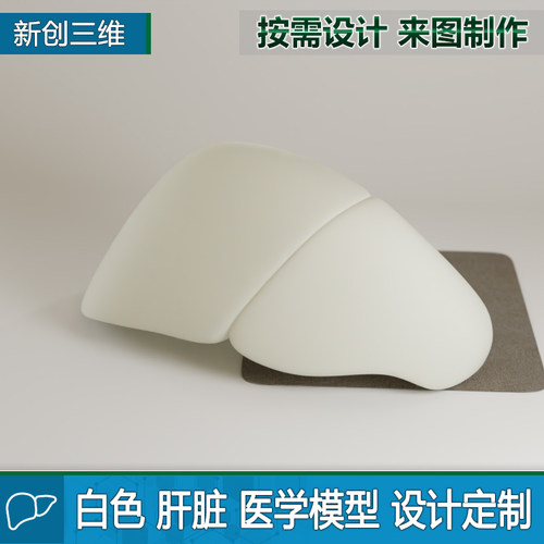 肝脏3D打印医疗透明医学教学教具大脑脑部肺部胃部心脏肾脏定制 - 图2