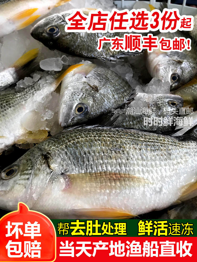 大黄翅鱼2条一斤黄立鱼新鲜海捕潮汕海鲜水产鲜活冷冻黄墙黄脚立 - 图0