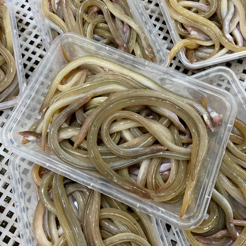 油筷鱼油鳗鱼海捕海鱼筷子鱼油龙潮汕特产海鲜水产蚓鳗小沙鳗鱼 - 图0