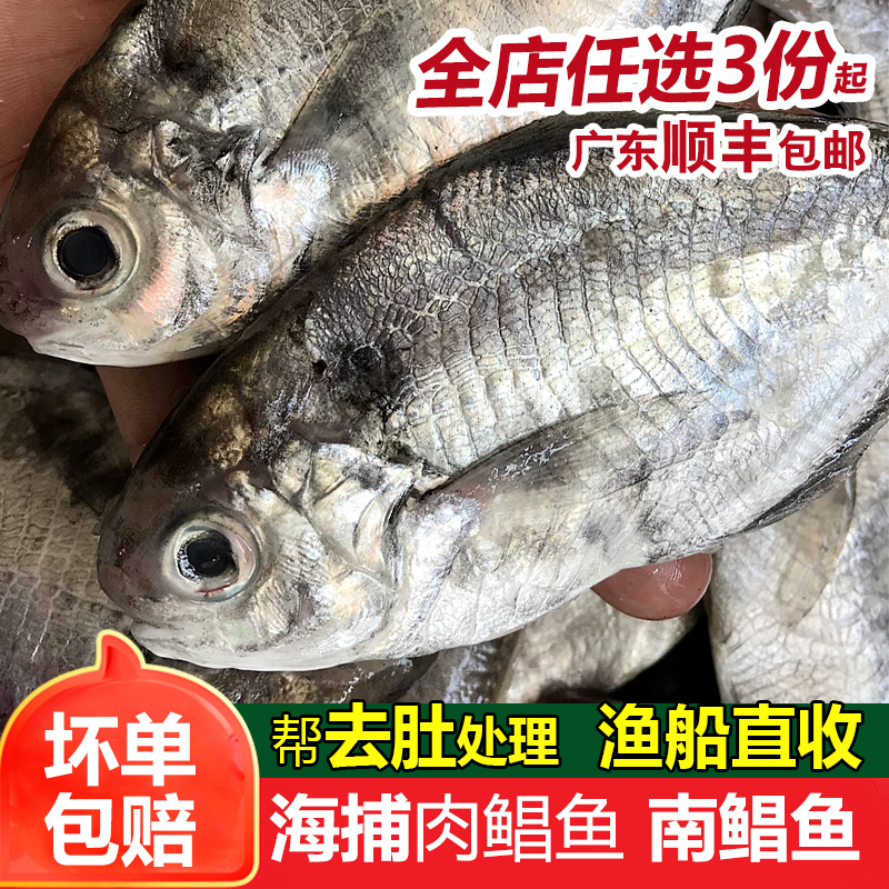 南昌鱼海鱼深海捕捞新鲜冷冻潮汕海鲜水产乌在肉鲫鱼海仓鱼肉鲳鱼 - 图0