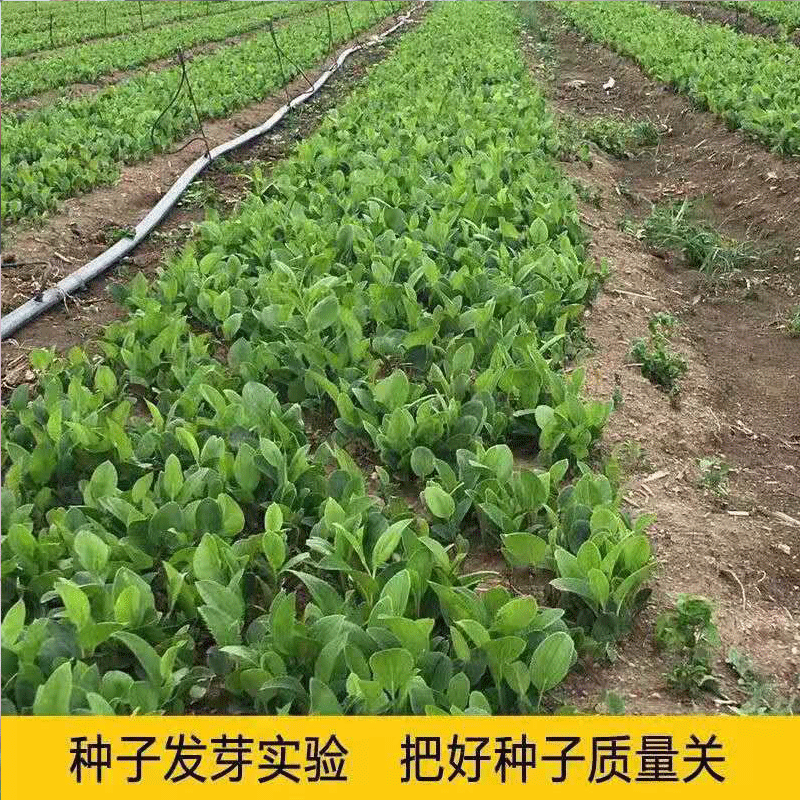 秦岭新苍术种子高出芽率朱砂点苍术种子名贵药材种子苍珠种子 - 图1