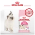 Thú cưng tuyệt vời mèo hoàng thức ăn mèo con / mẹ nuôi mèo sữa bánh BK34 / 2kg Tân Cương - Cat Staples hạt mèo royal canin Cat Staples