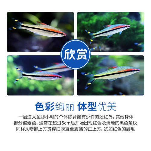 一眉道人鱼苗观赏鱼红眉道人小型热带鱼水生小宠物好养易活送饲料 - 图1