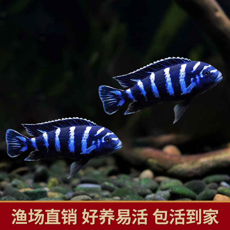 特蓝斑马三湖慈鲷热带观赏鱼水族活体鱼缸岩栖类坦鲷鱼易养艳丽 - 图1