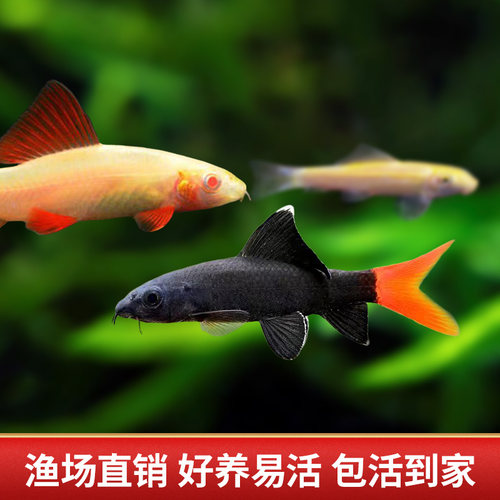 观赏鲨彩虹鲨鱼金苔鼠鱼除藻鱼清洁鱼鱼热带鱼清道夫蓝鲨淡水包邮 - 图2