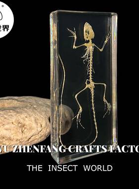 璟翎工艺真实骨骼标本蛇骨骼水晶生物科普教学礼品树脂工艺品摆件