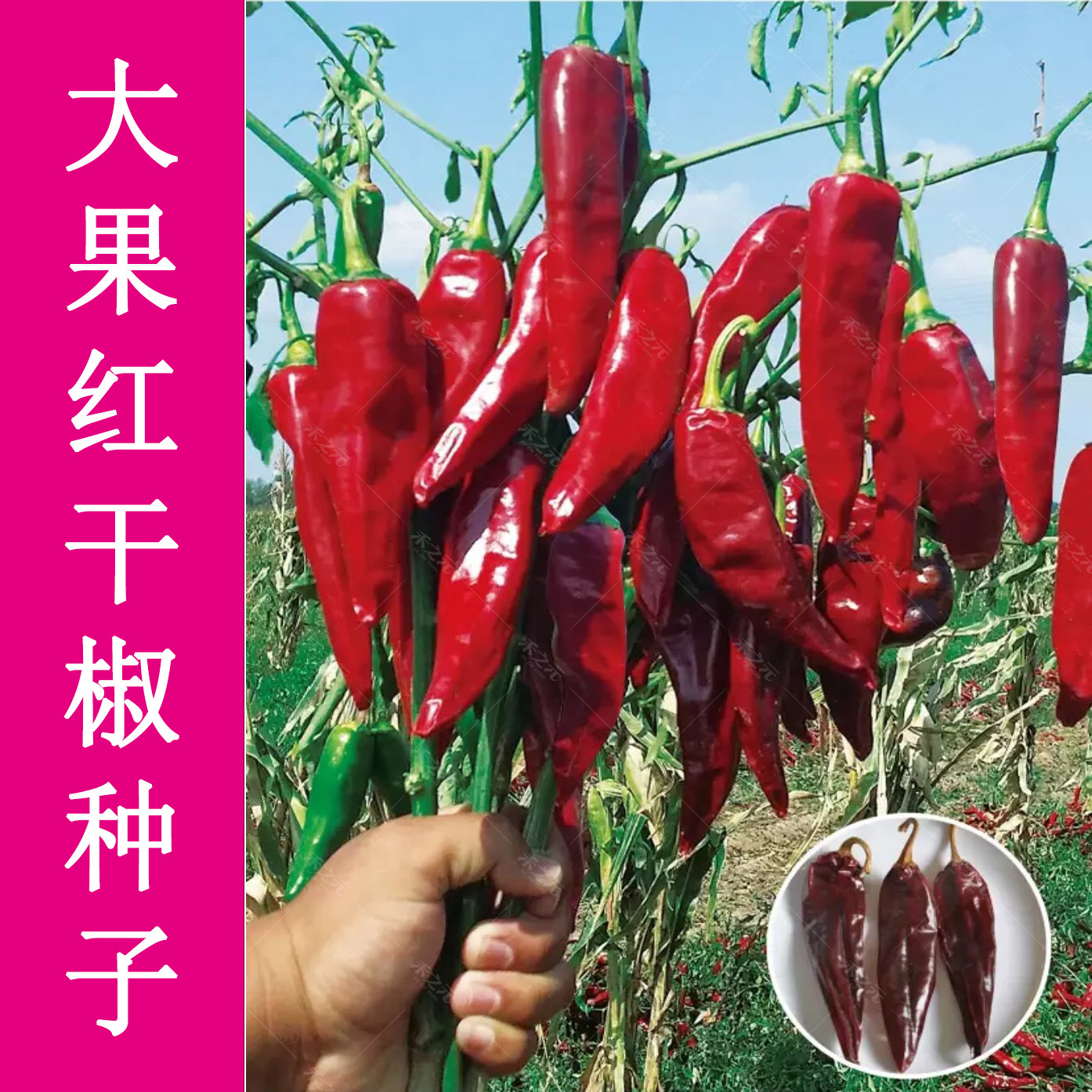 红干椒椒种子益都红辣椒种子朝天椒超辣香辣南方种北籽春季四季秋