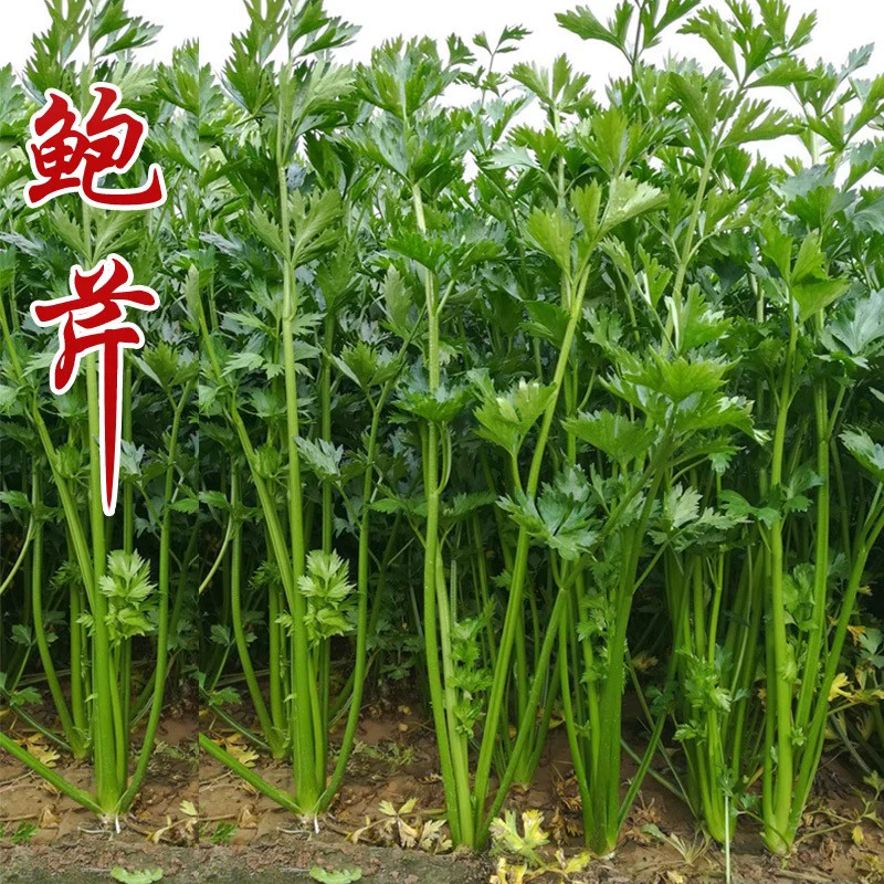 章丘鲍芹种子种籽实心芹菜阳台菜种四季盆栽籽种蔬菜孑菜籽老品种