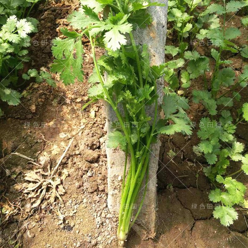 澳洲香菜种子一年四季均可播蔬菜籽夏秋耐热耐寒香味浓芫荽孑 - 图2