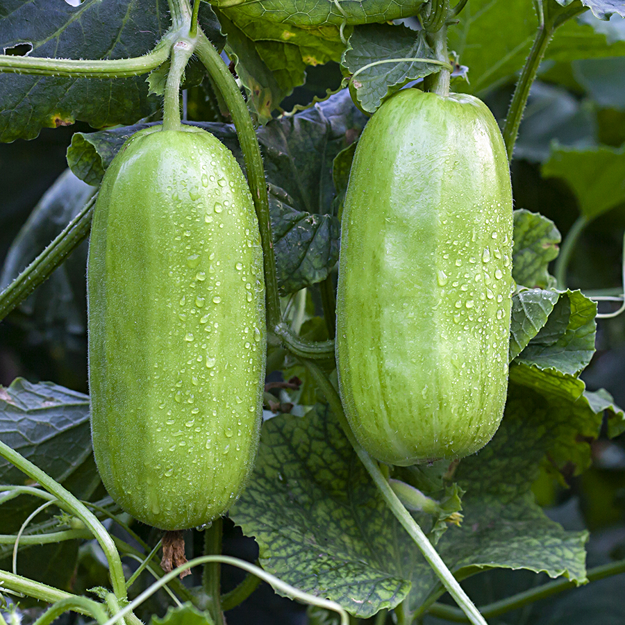 河北菜瓜新鲜脆瓜当季现摘烧瓜水果黄瓜蔬菜三斤包邮非玉女瓜甜瓜 - 图2