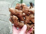 Guizhou Свежий имбирный имбирь, имбирь, свежий имбирь имбирь имбирь, имбирь, имбирь, имбирные фермеры, выставленные свежими имбирями без имбирных.
