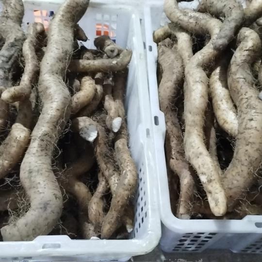 正宗贵州野生新鲜山药 深山生长粉山药淮山药挑选大根包邮 - 图3