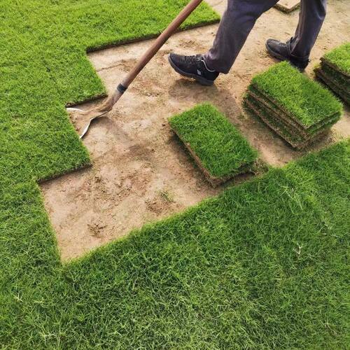 草皮真草坪带泥土果岭草四季青地毯草剪股颖带土庭院绿化马尼拉-图0