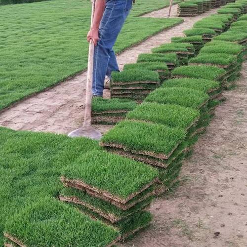 草皮真草坪带泥土果岭草四季青地毯草剪股颖带土庭院绿化马尼拉-图2