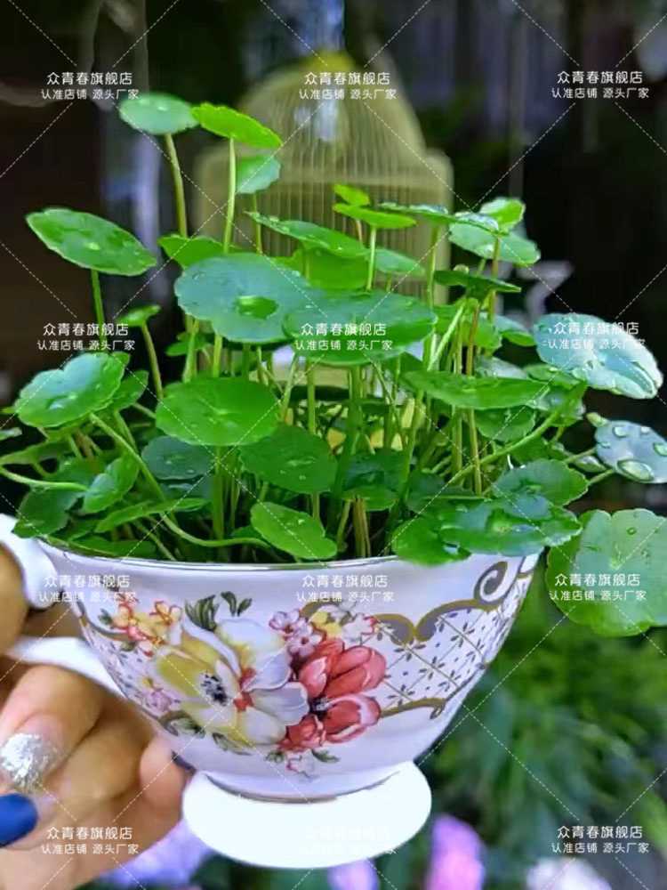 新疆包邮水草种子生态玻璃瓶真植物种籽盆栽套餐水培绿植铜钱草缸