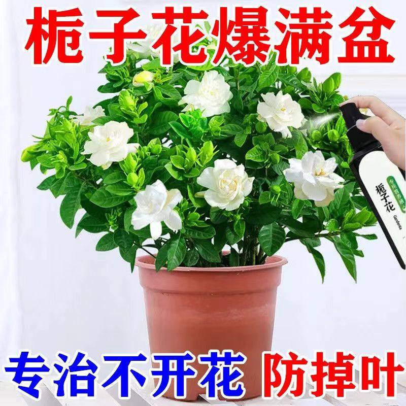 栀子花专用营养液掉治黄叶花苞催花家用盆栽开花专用肥,淘宝优惠券,粉丝福利购,淘宝优惠卷