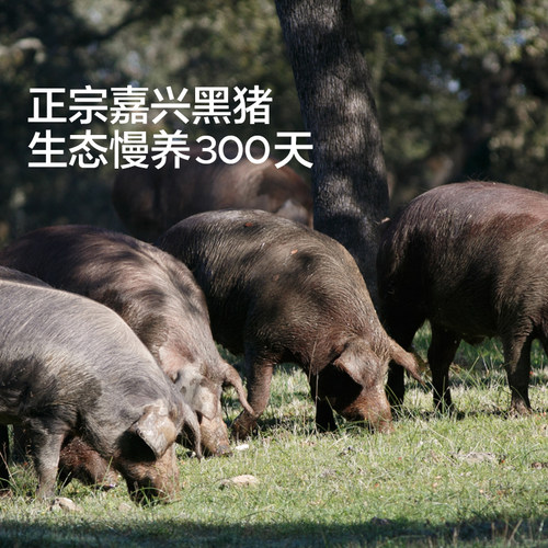 宝宝馋了黑猪肉小笼包速食儿童早餐半成品加热即食手工老面包子 - 图0