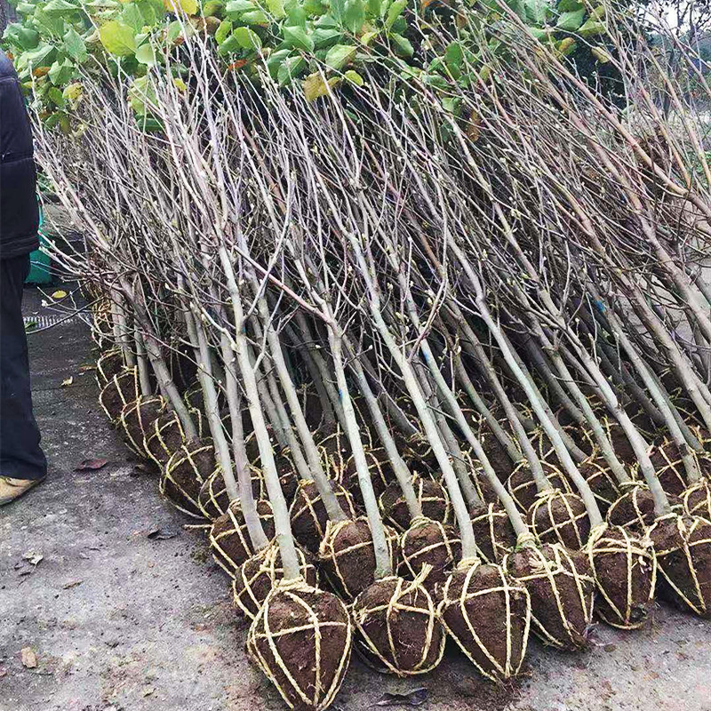 紫玉兰树苗盆栽花卉大型室外别墅庭院绿化地栽耐寒四季红黄白玉兰-图2