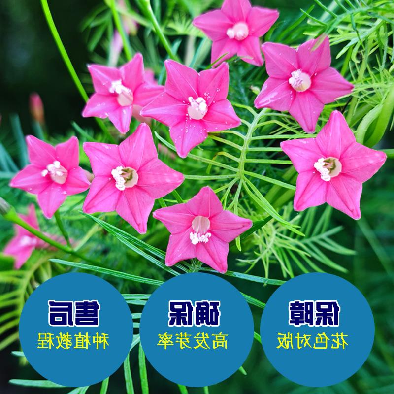 羽叶茑萝 五角星花粉白红援爬藤庭院阳台遮阴盆栽春播花卉种子籽