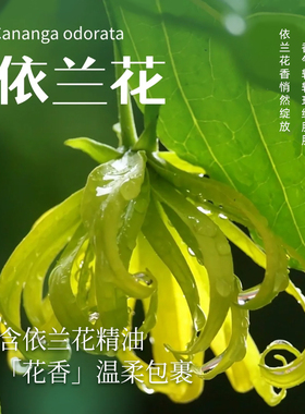 律菲依兰花精油香氛沐浴露净澈污垢温和清洁依兰花香持久官方正品