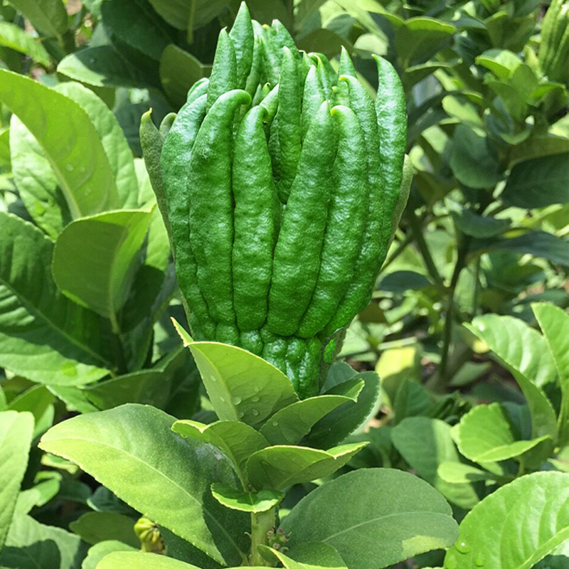 带枝水养水培佛手果鲜果观赏清供佛手柑新鲜食用金华佛手瓜香橼茶