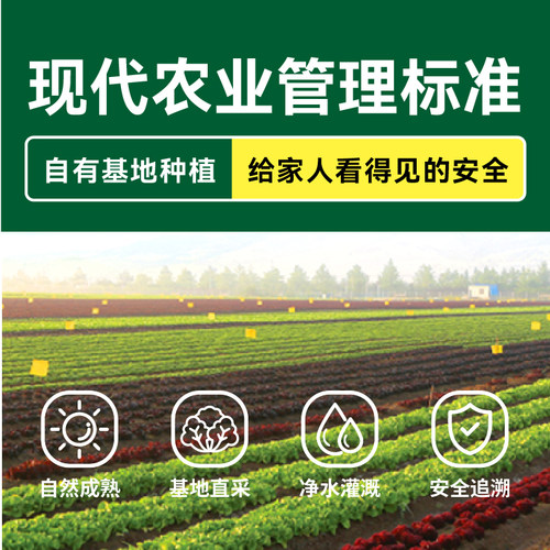 【绿行者】生菜沙拉材料3种生菜组合2斤装低脂混合蔬菜西餐即食C-图2