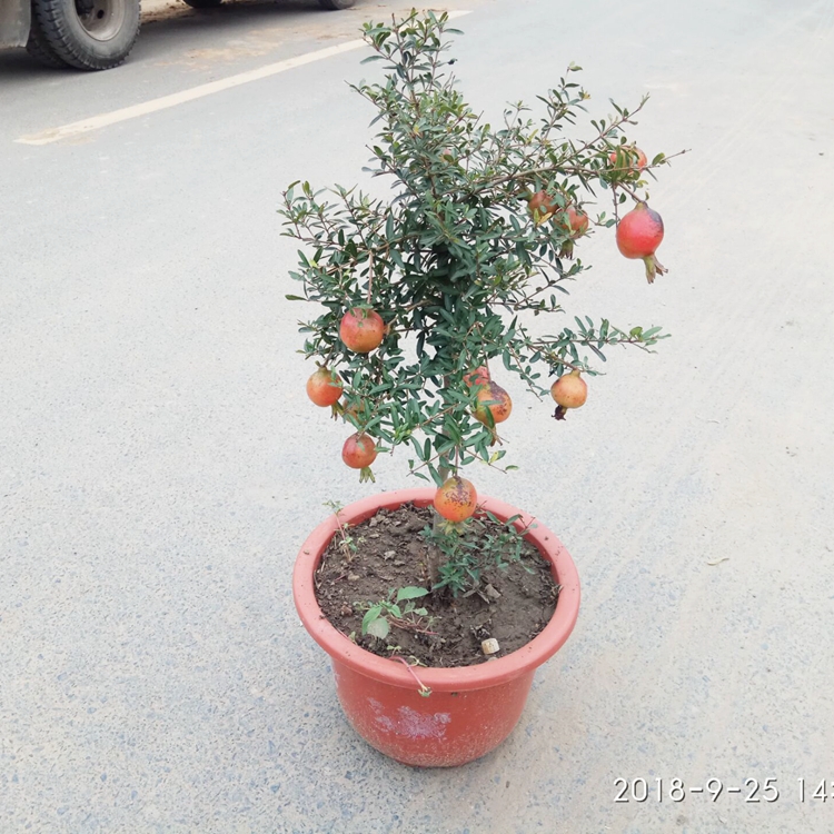 软籽甜石榴树苗盆栽庭院地栽南北方种植特大石榴苗果树苗 - 图2